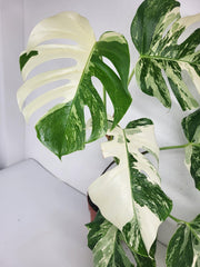 Monstera Variegata (zum aussuchen)