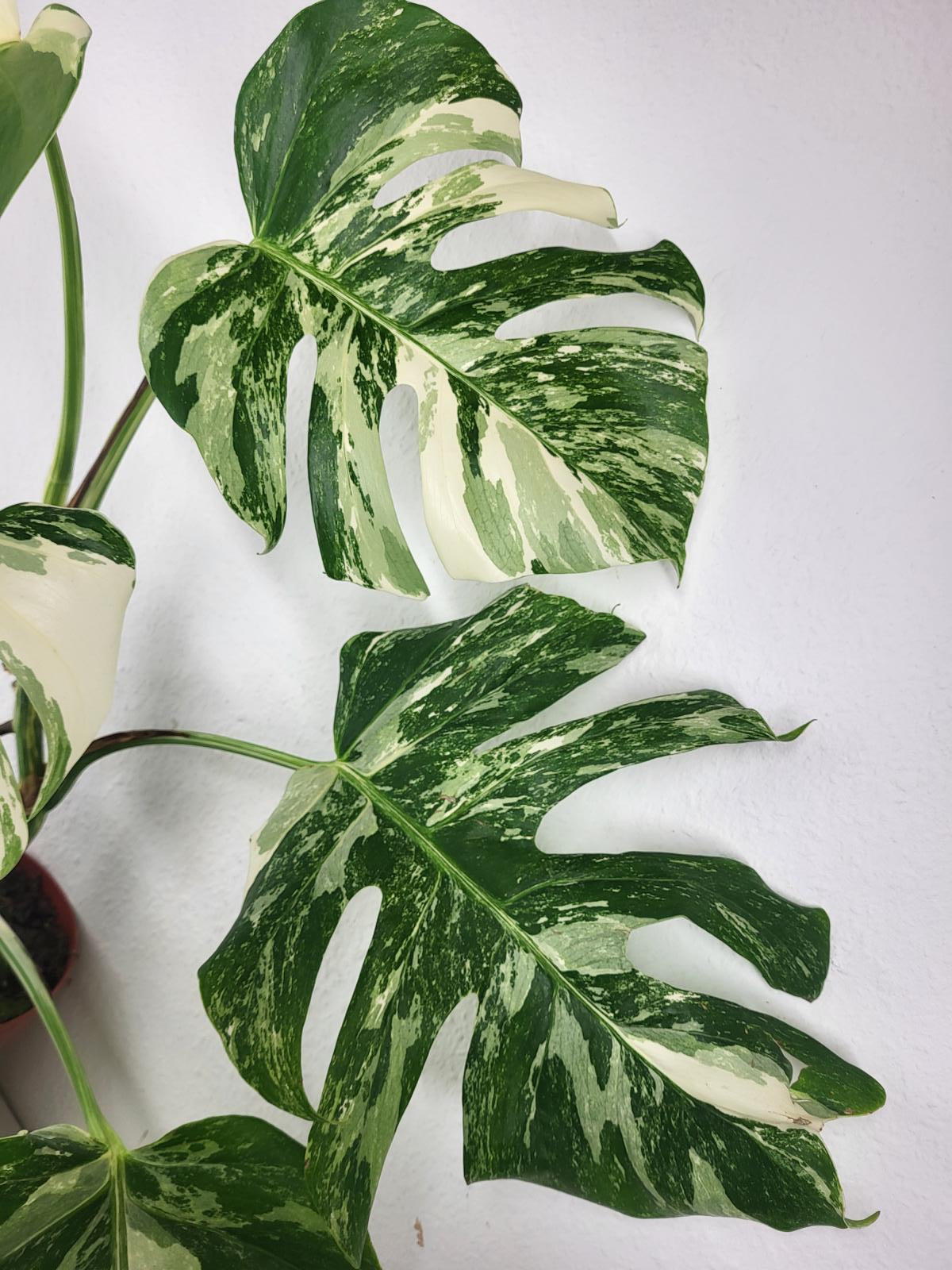 Monstera Variegata (zum aussuchen)