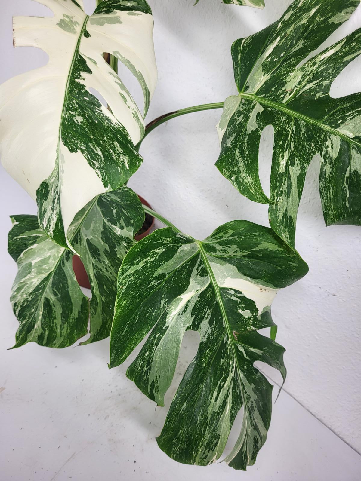 Monstera Variegata (zum aussuchen)