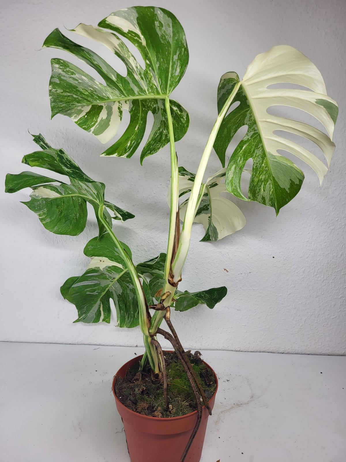Monstera Variegata (zum aussuchen)