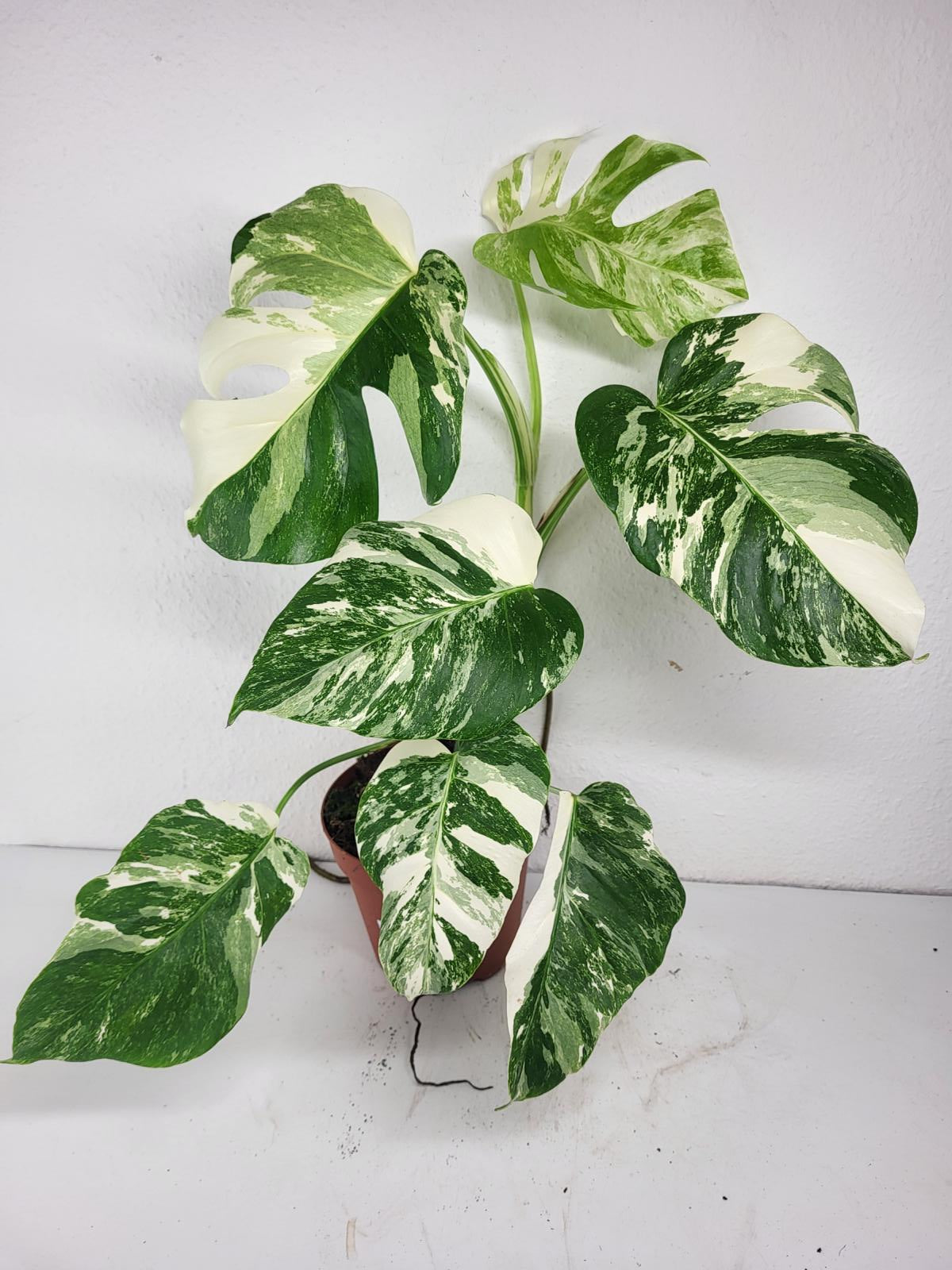 Monstera Variegata (zum aussuchen)