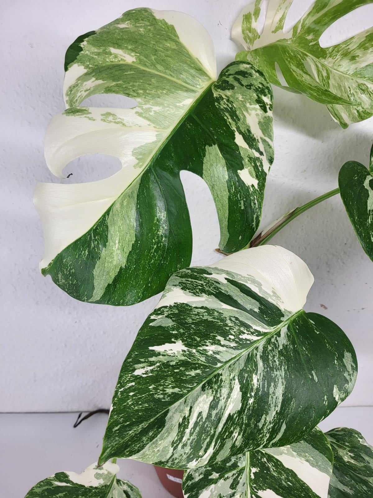 Monstera Variegata (zum aussuchen)