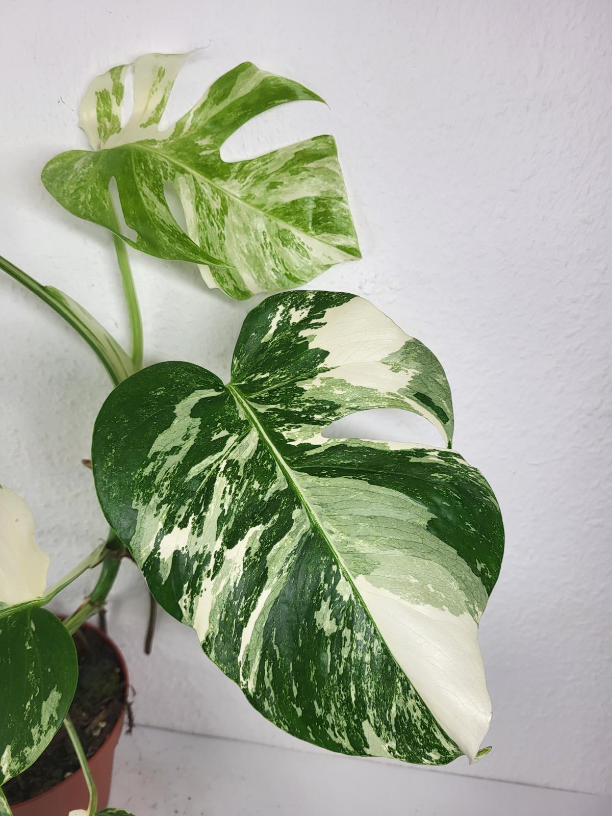 Monstera Variegata (zum aussuchen)