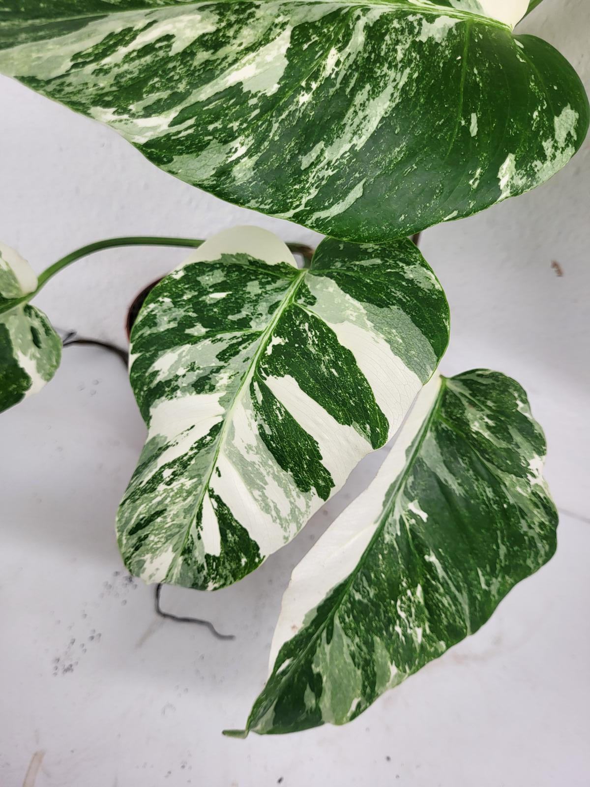 Monstera Variegata (zum aussuchen)