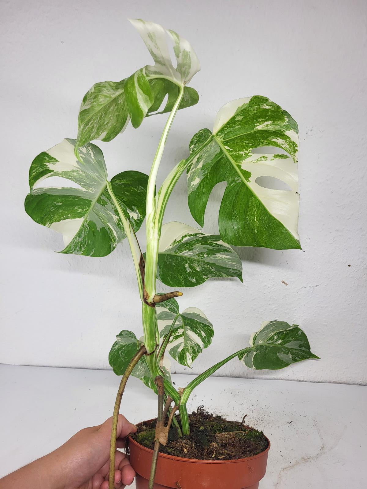 Monstera Variegata (zum aussuchen)