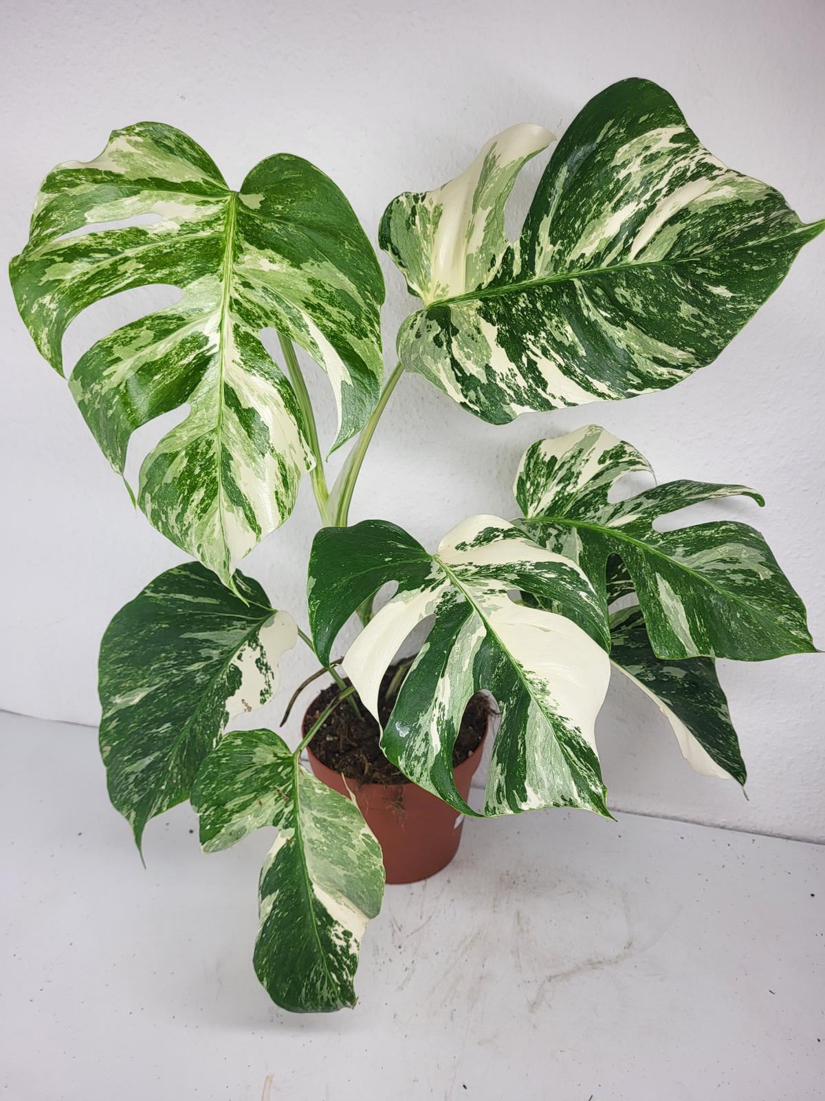 Monstera Variegata (zum aussuchen)