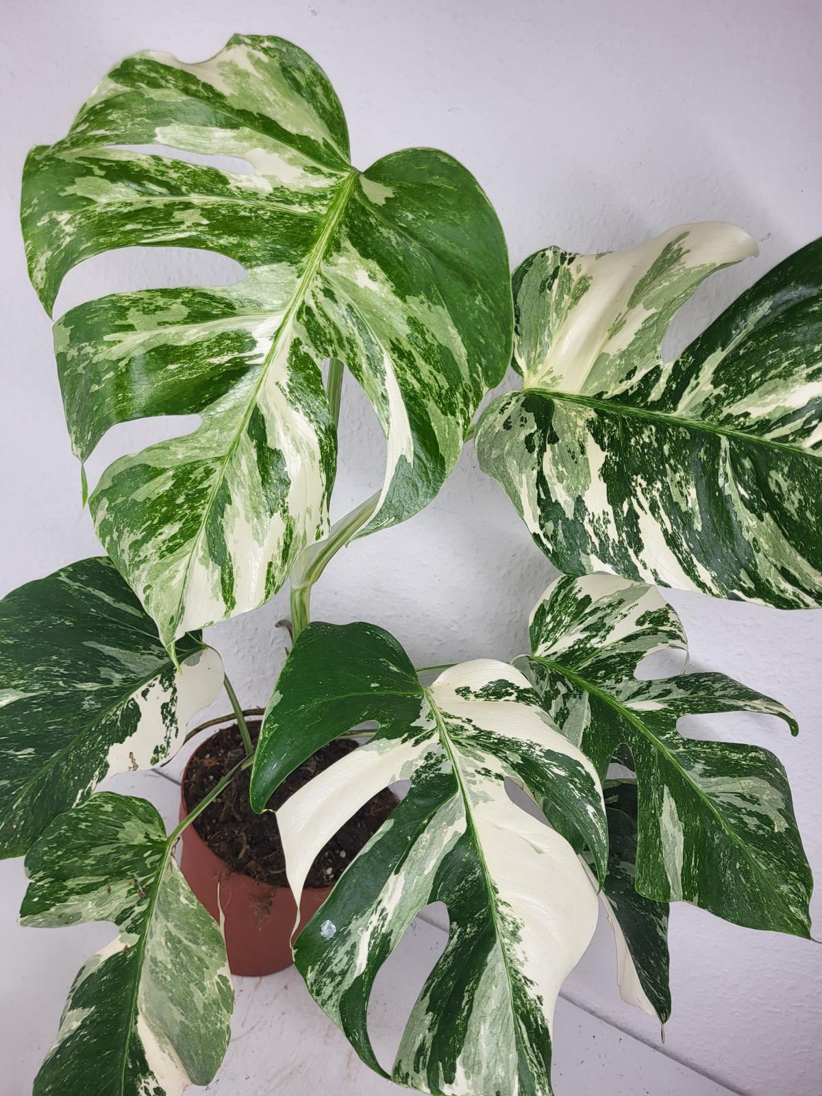 Monstera Variegata (zum aussuchen)