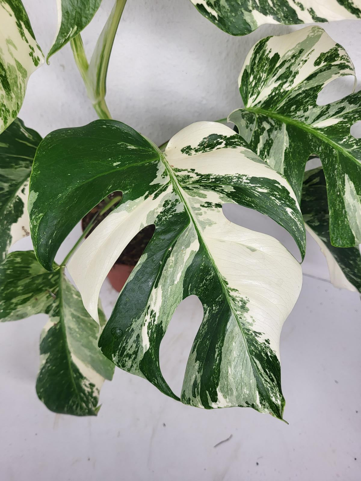 Monstera Variegata (zum aussuchen)