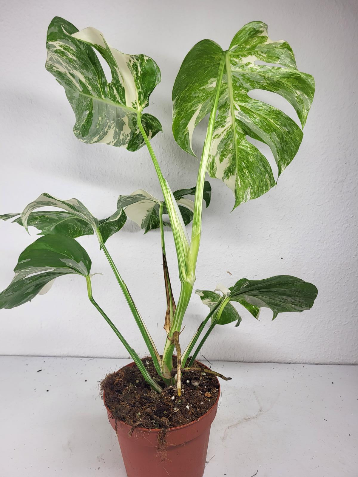 Monstera Variegata (zum aussuchen)