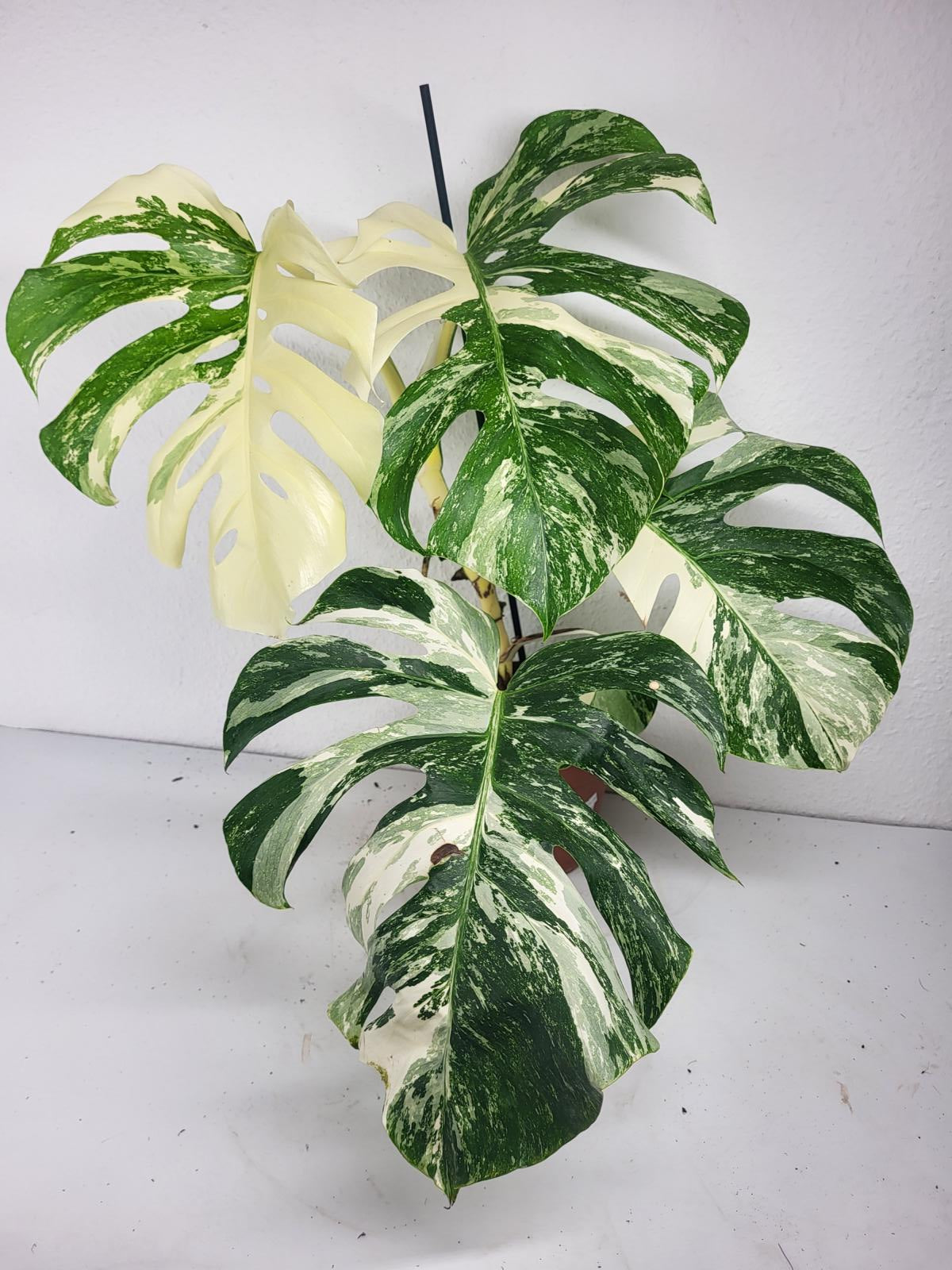 Monstera Variegata (zum aussuchen)