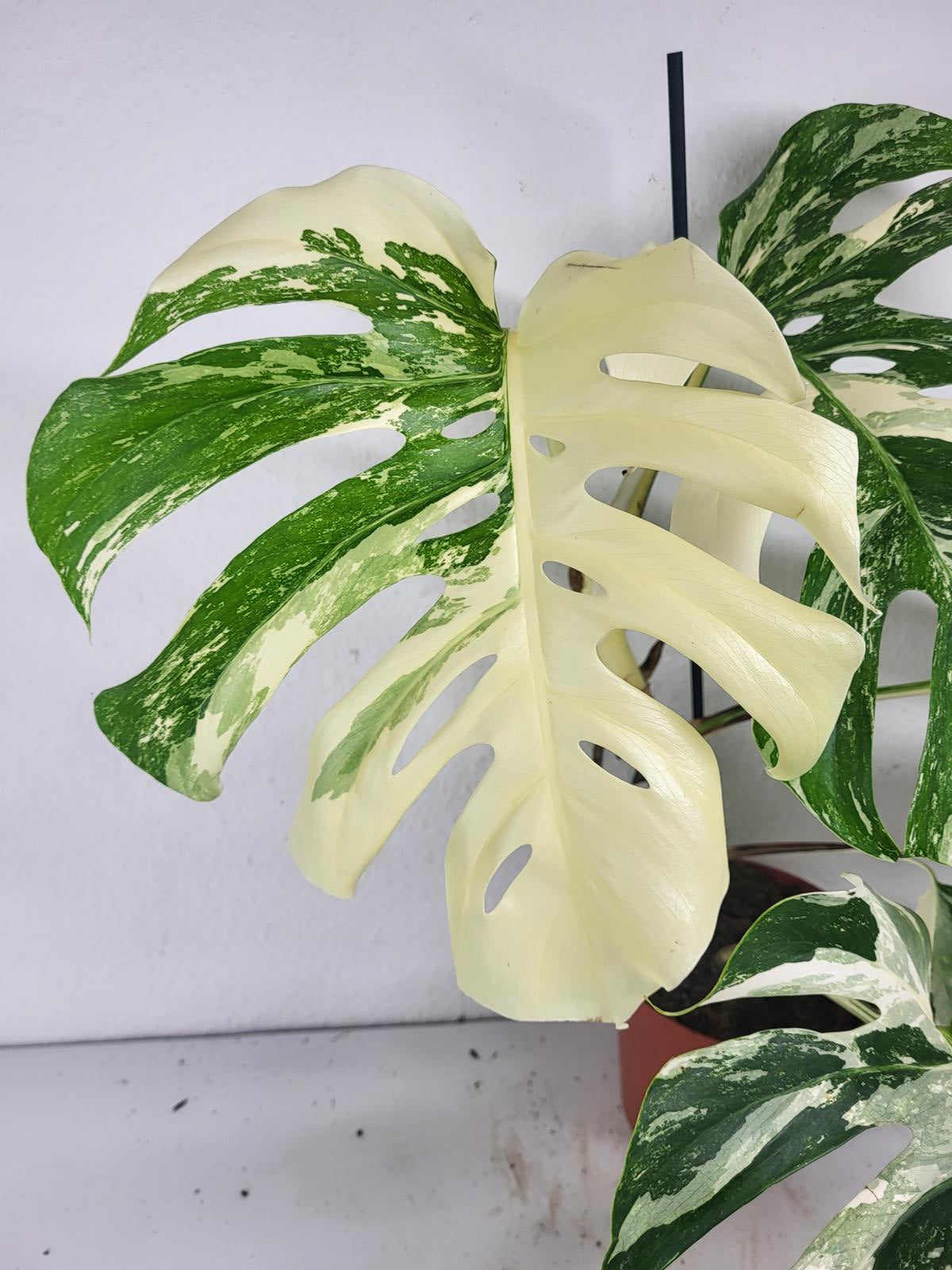 Monstera Variegata (zum aussuchen)