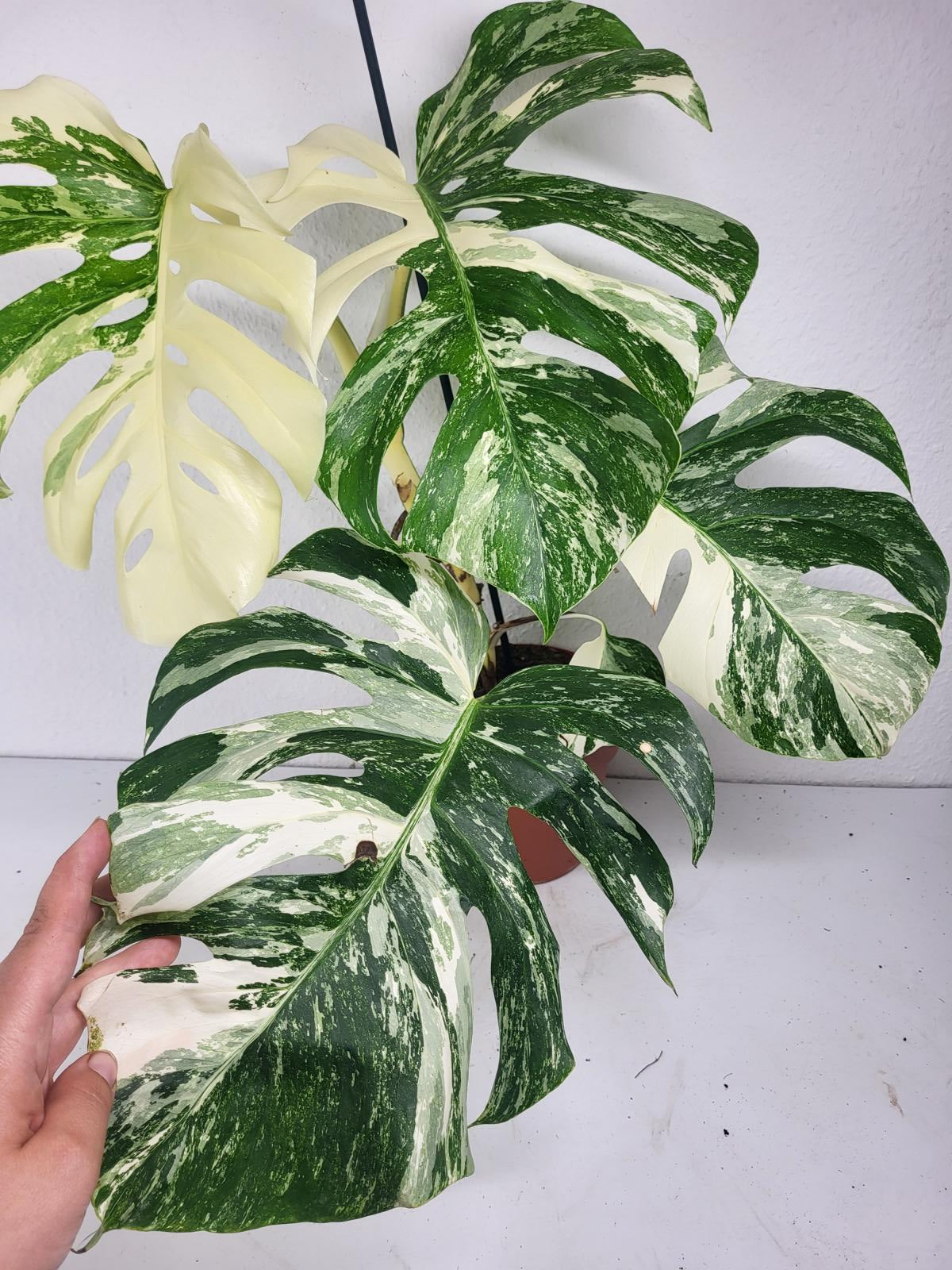Monstera Variegata (zum aussuchen)