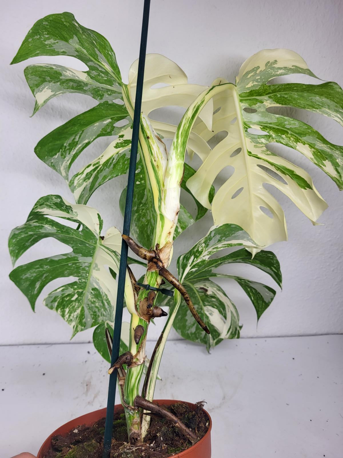 Monstera Variegata (zum aussuchen)