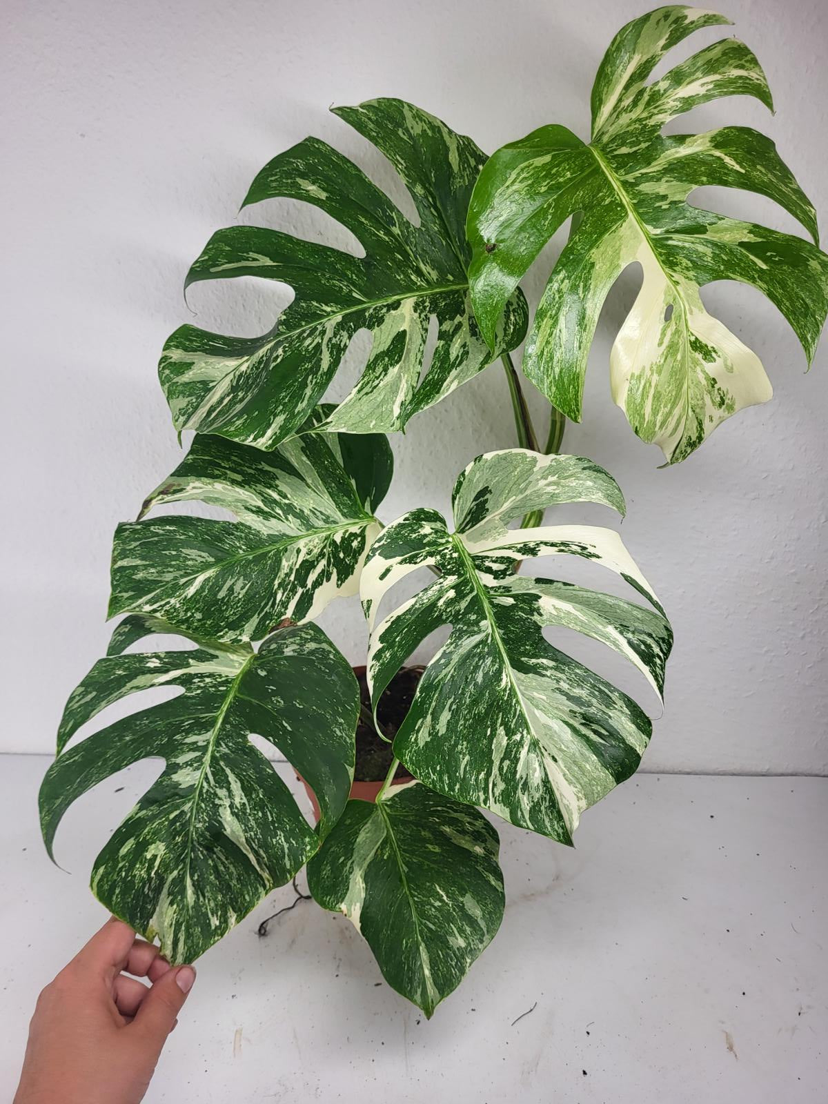 Monstera Variegata (zum aussuchen)