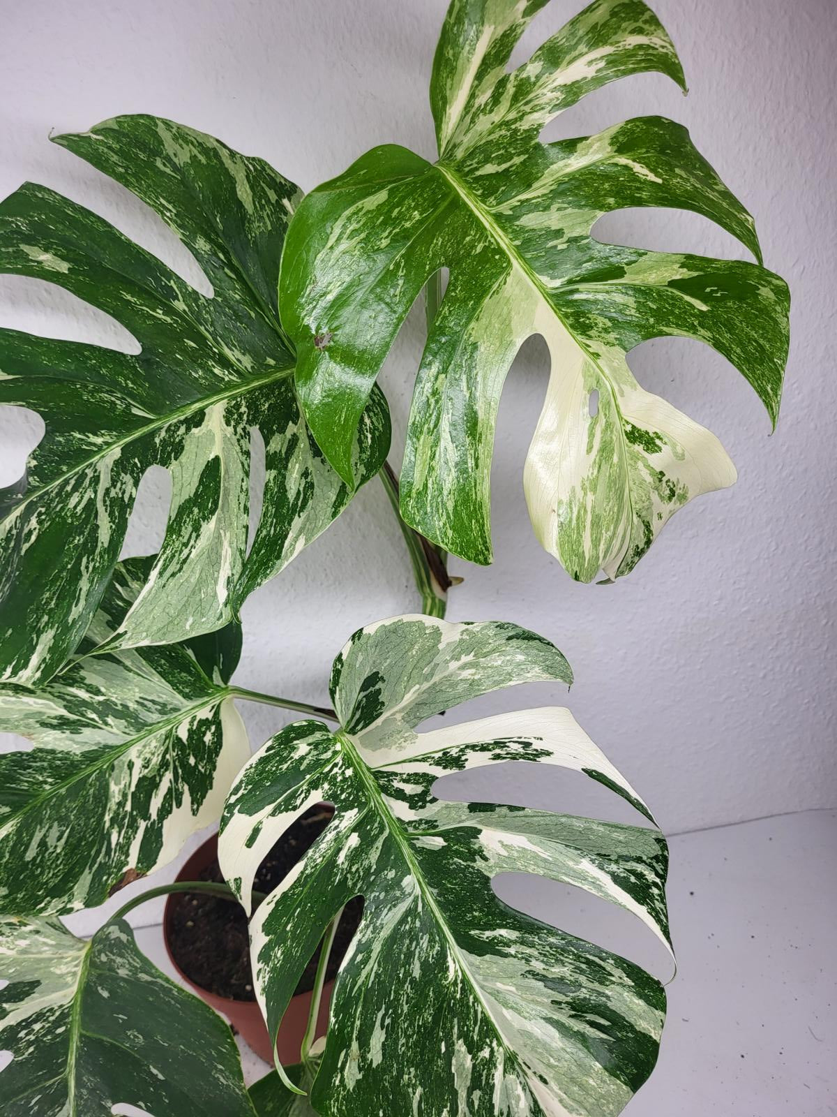 Monstera Variegata (zum aussuchen)