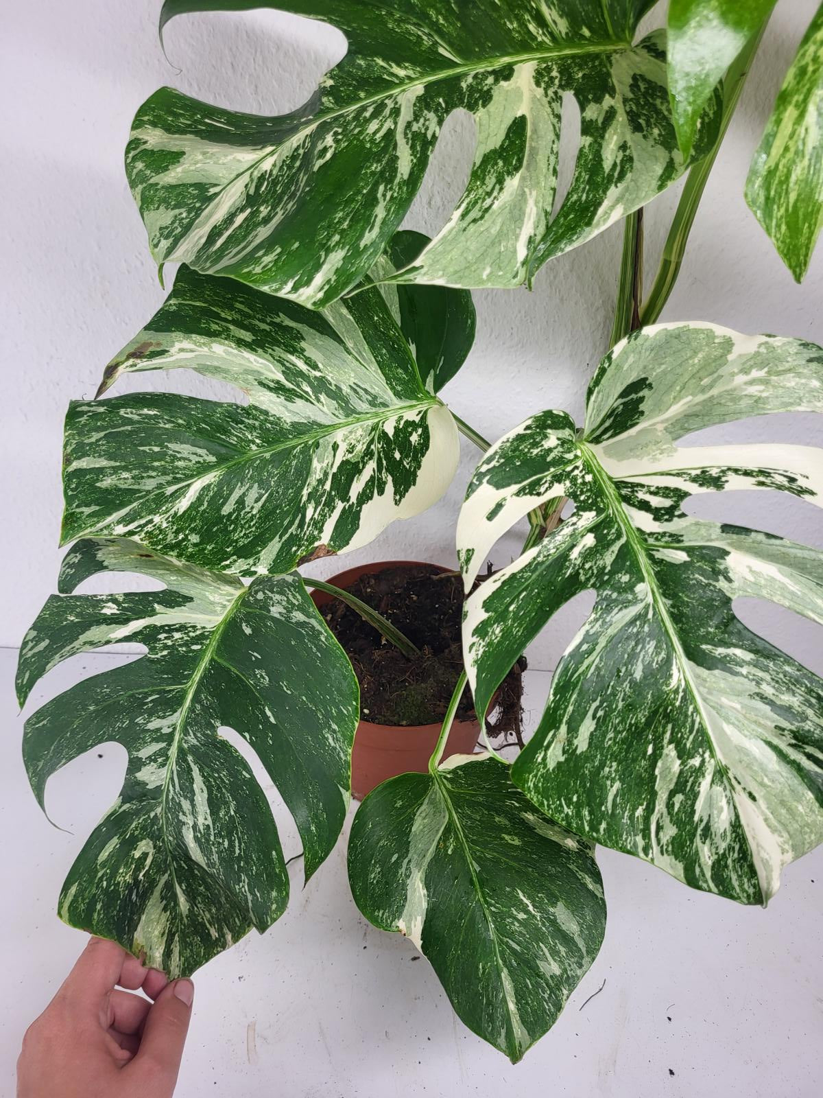 Monstera Variegata (zum aussuchen)
