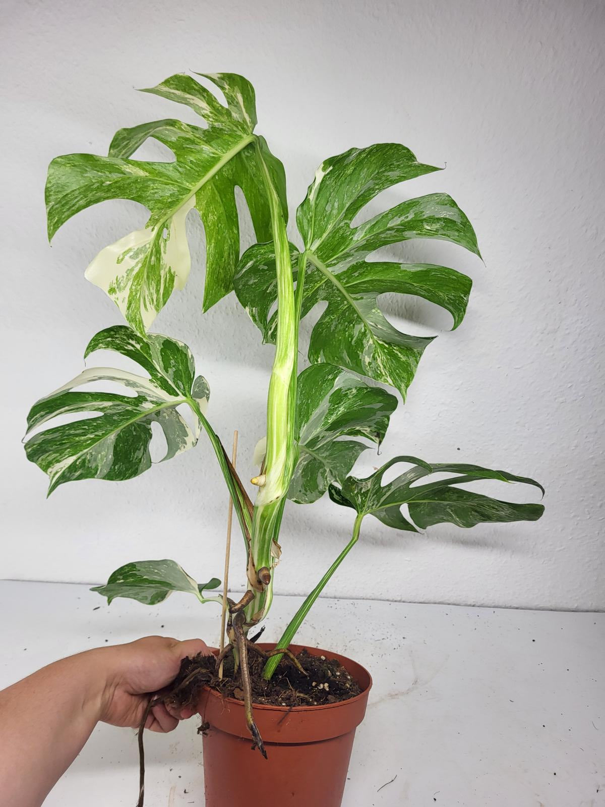 Monstera Variegata (zum aussuchen)