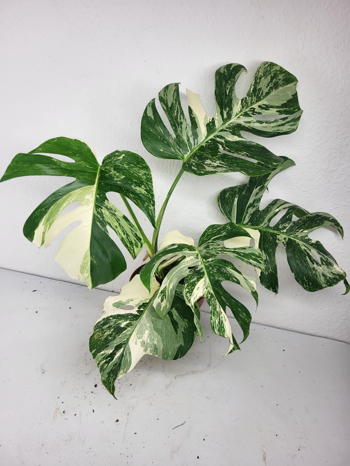 Monstera Variegata (zum aussuchen)