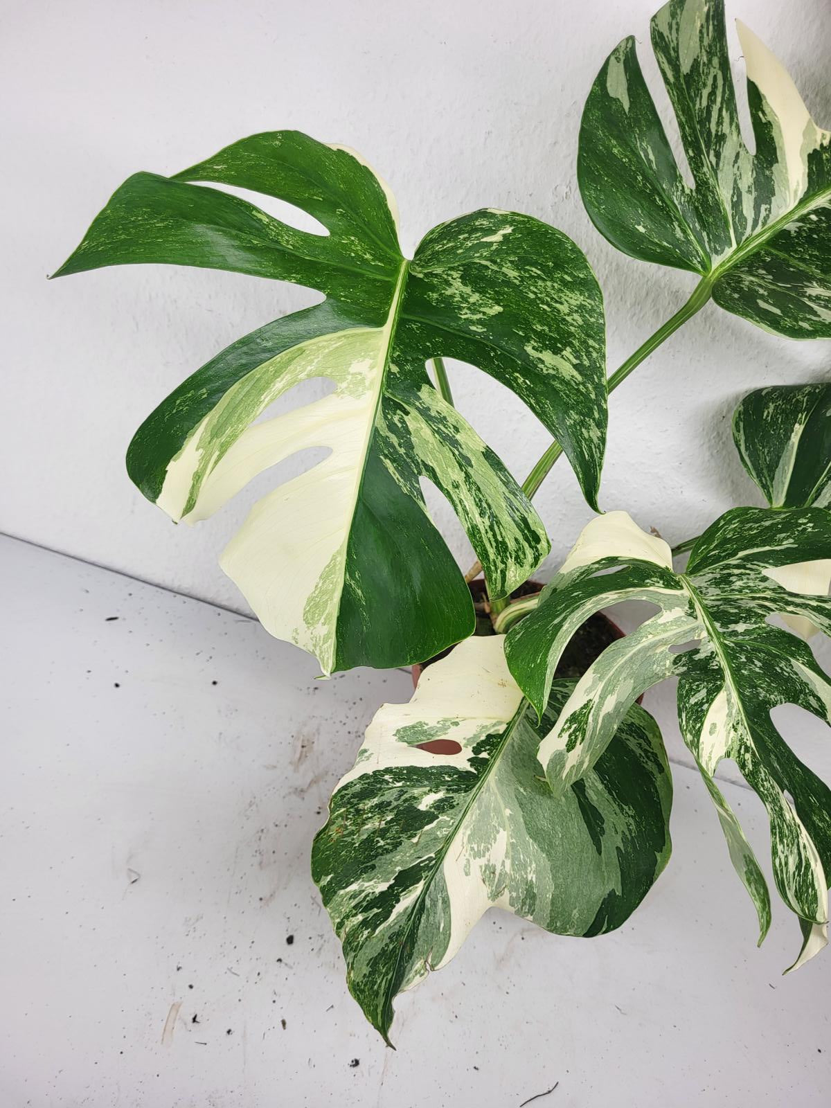 Monstera Variegata (zum aussuchen)