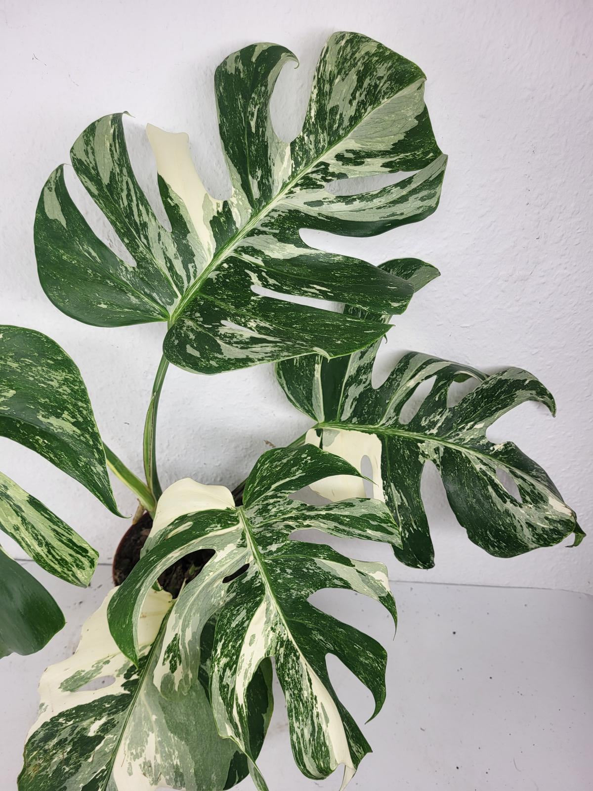 Monstera Variegata (zum aussuchen)