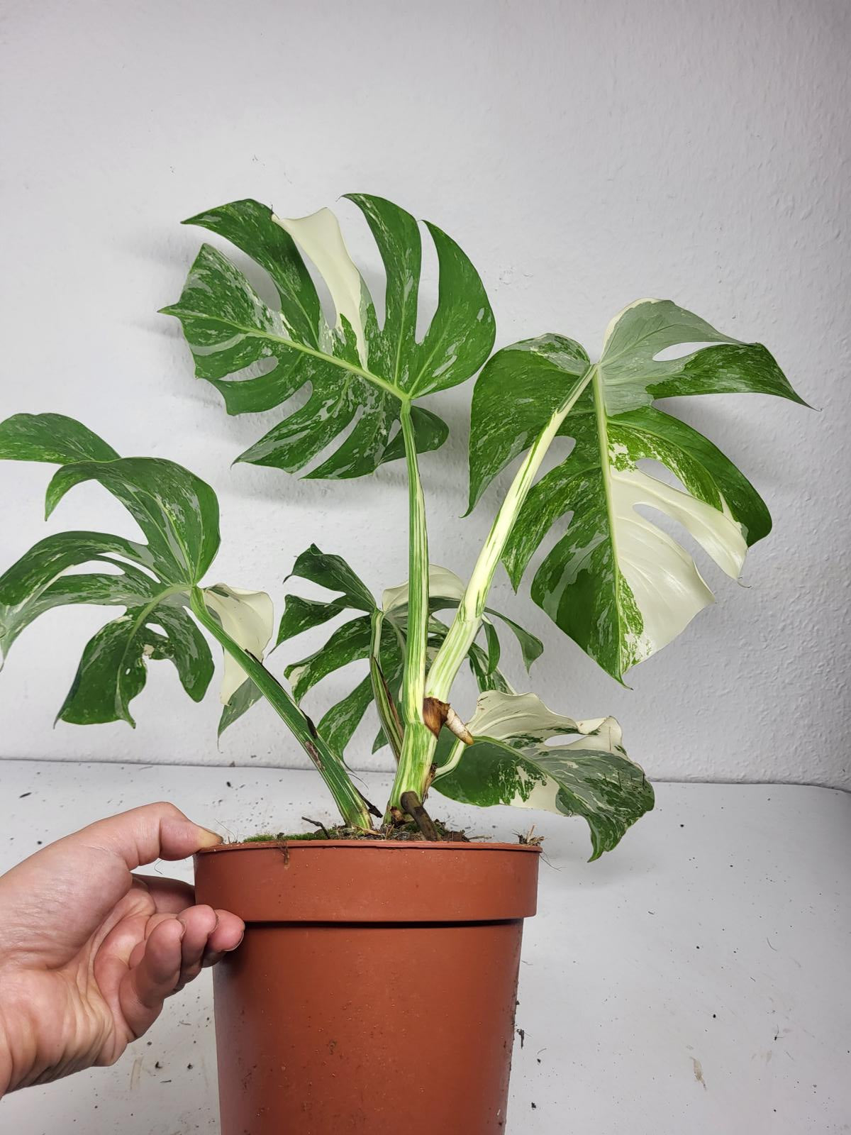 Monstera Variegata (zum aussuchen)