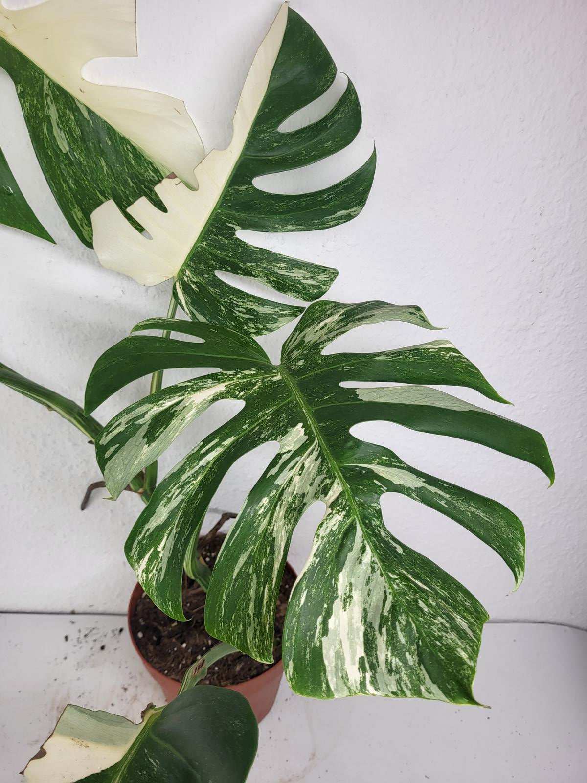 Monstera Variegata (zum aussuchen)