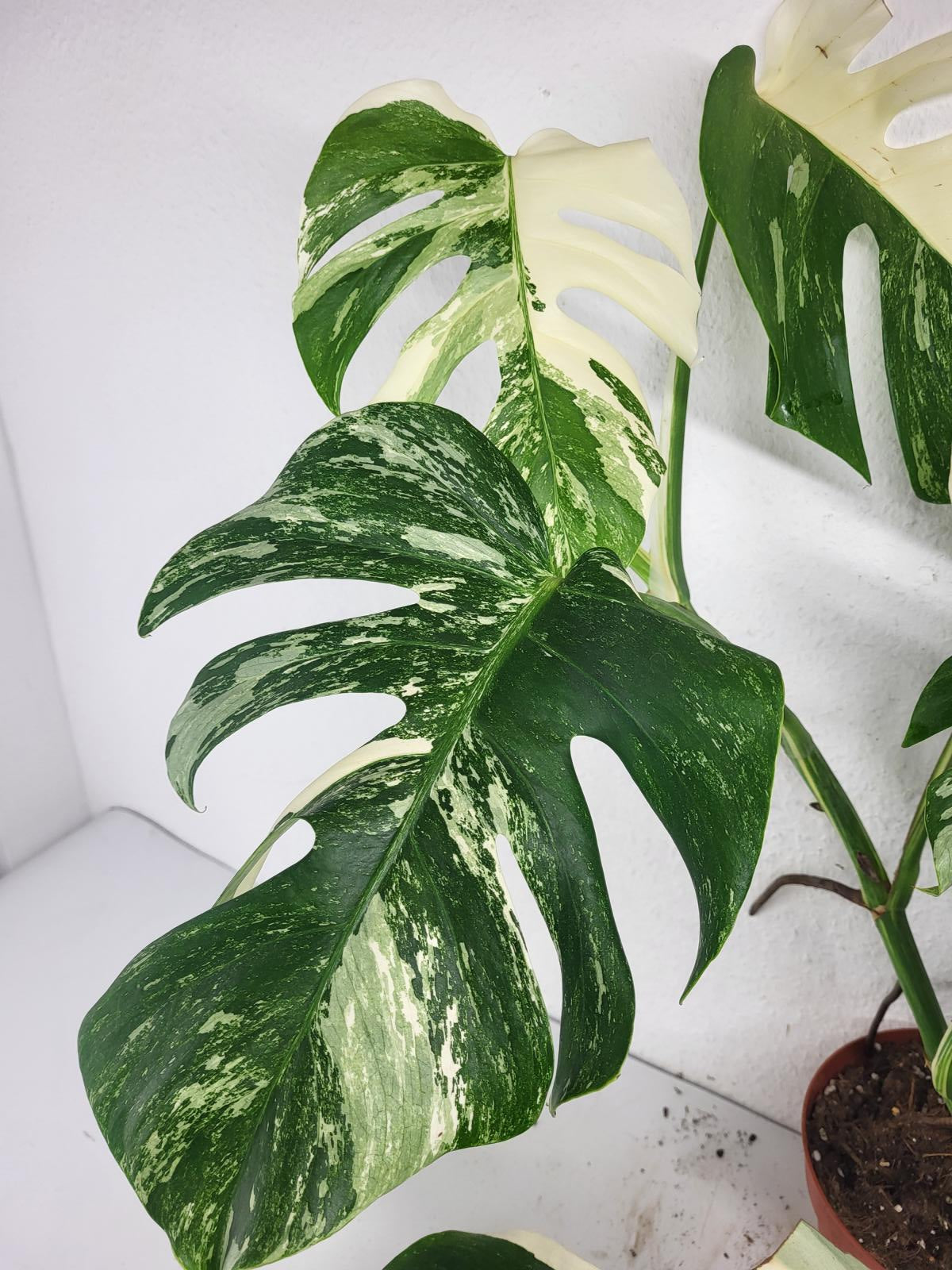 Monstera Variegata (zum aussuchen)
