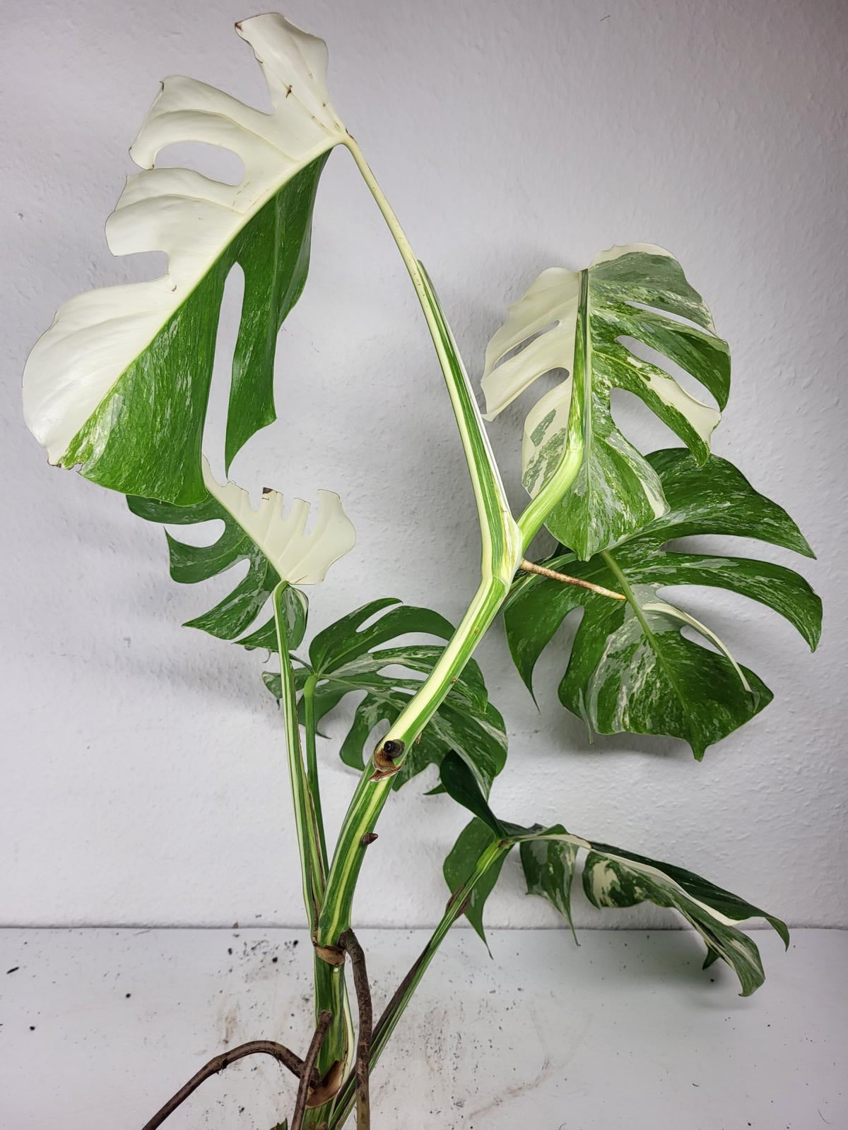 Monstera Variegata (zum aussuchen)