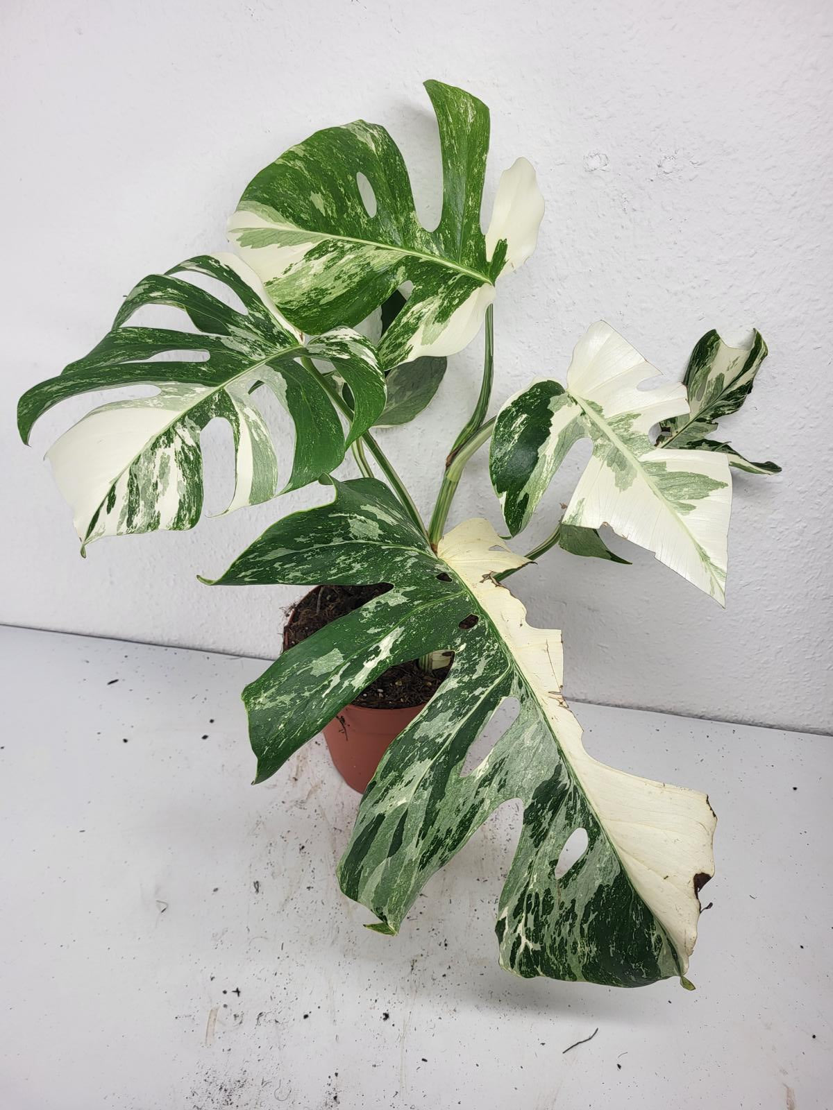 Monstera Variegata (zum aussuchen)