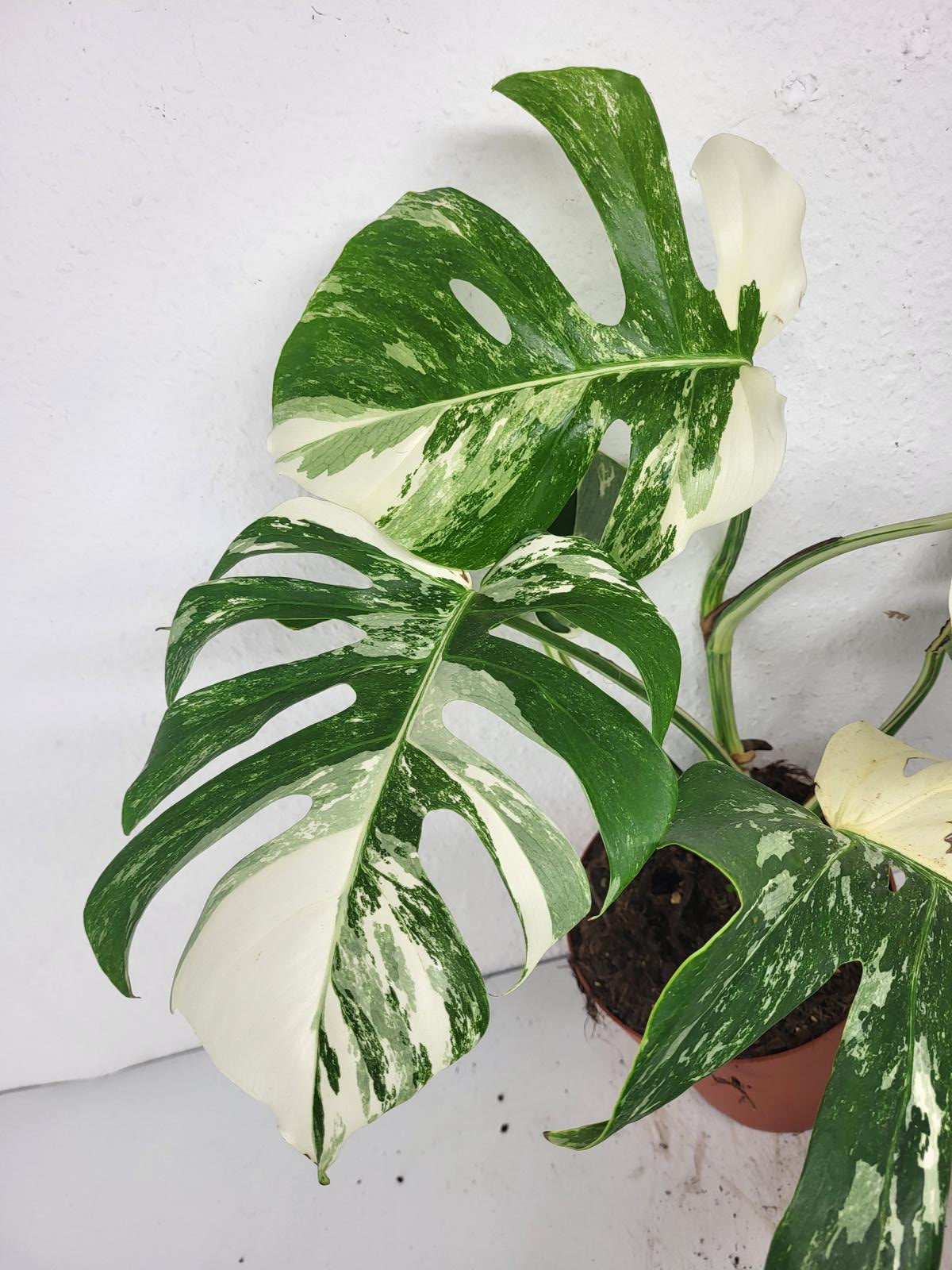 Monstera Variegata (zum aussuchen)