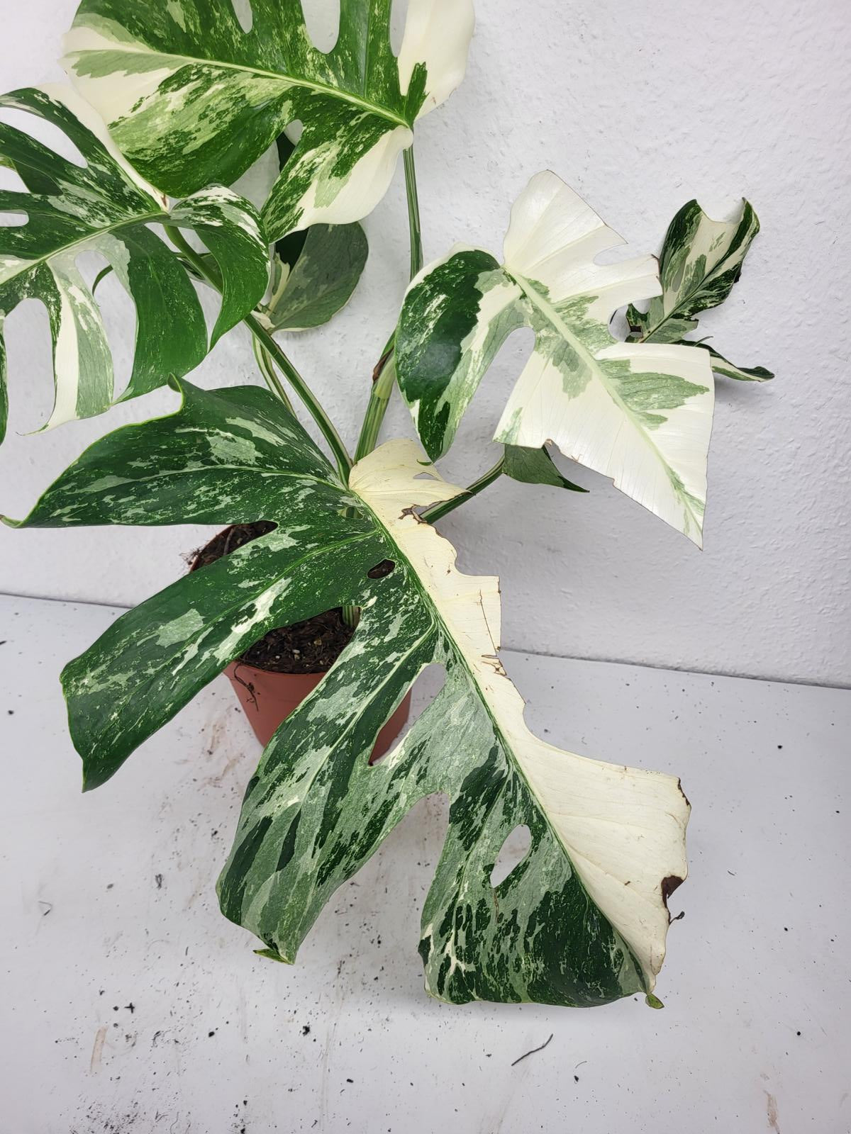 Monstera Variegata (zum aussuchen)