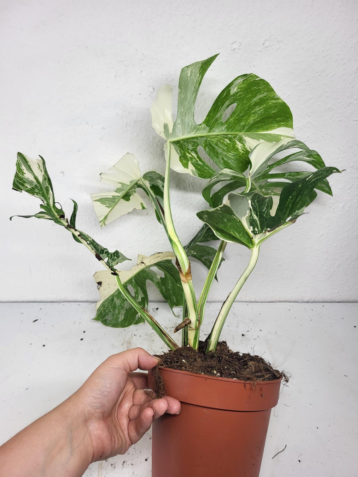Monstera Variegata (zum aussuchen)