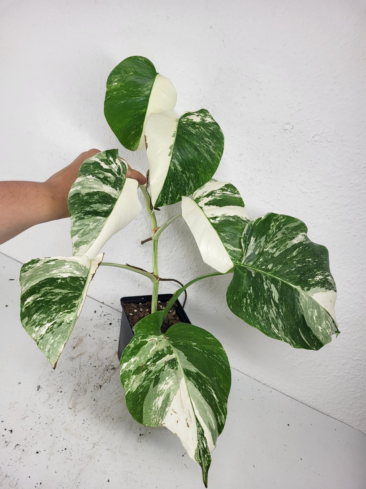 Monstera Variegata (zum aussuchen)