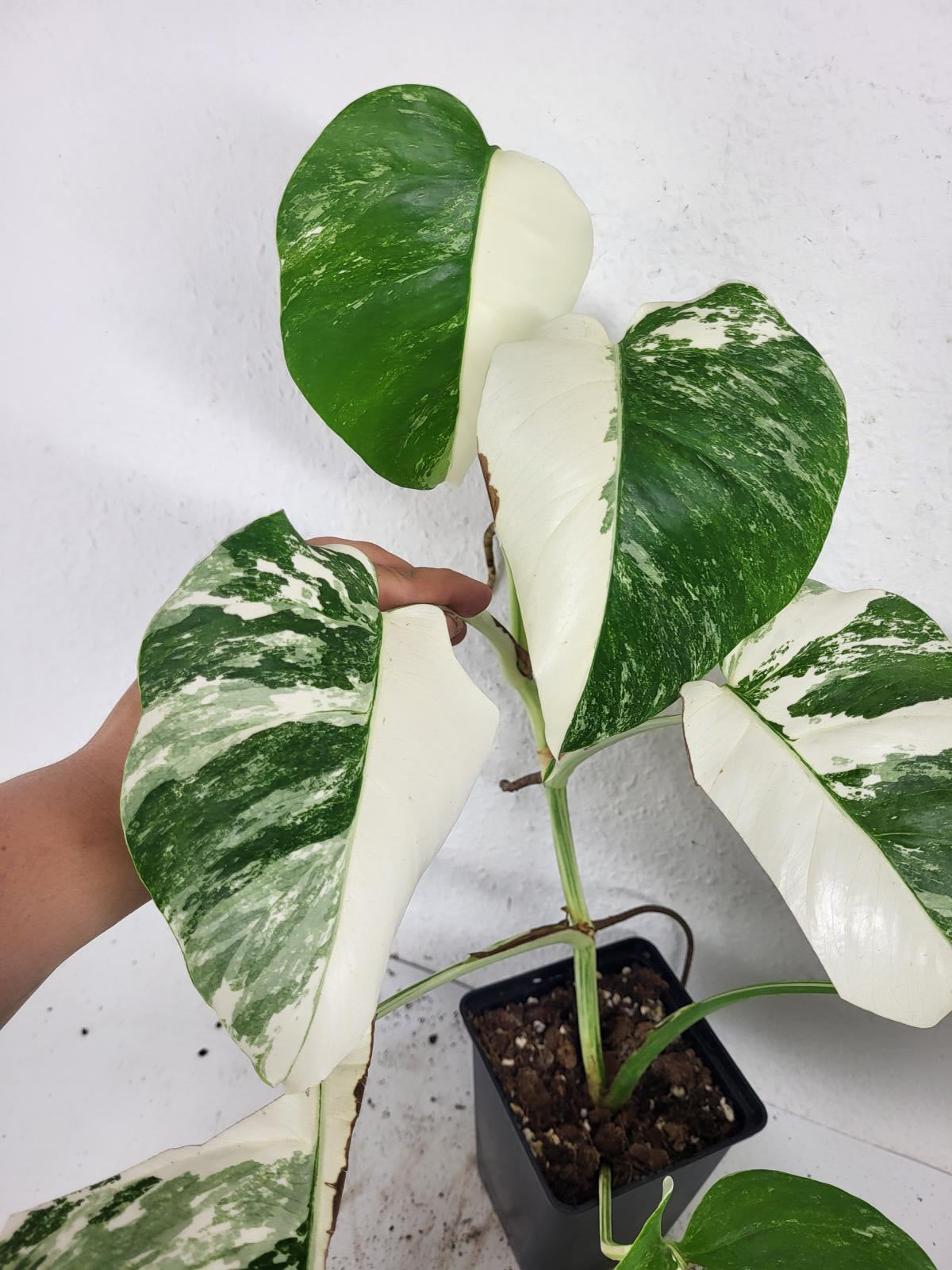 Monstera Variegata (zum aussuchen)