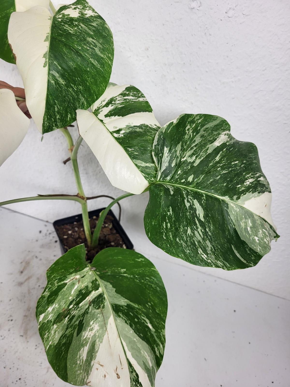 Monstera Variegata (zum aussuchen)
