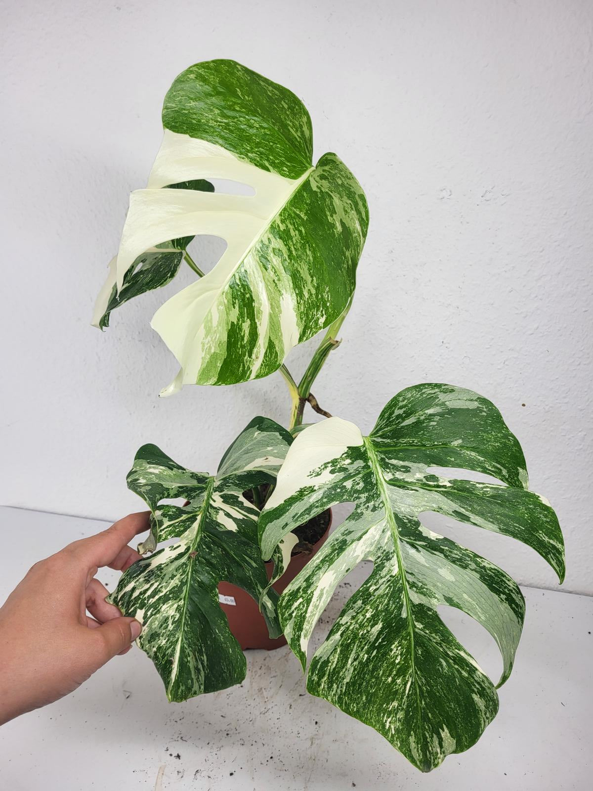 Monstera Variegata (zum aussuchen)