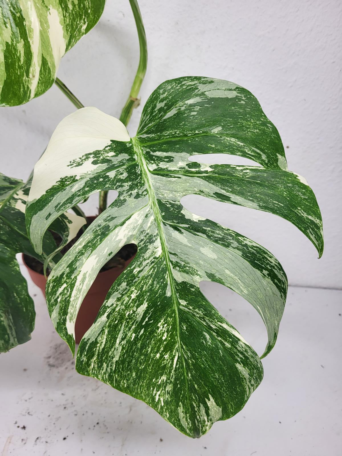 Monstera Variegata (zum aussuchen)