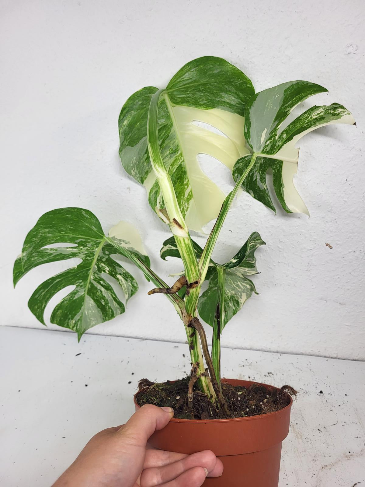 Monstera Variegata (zum aussuchen)