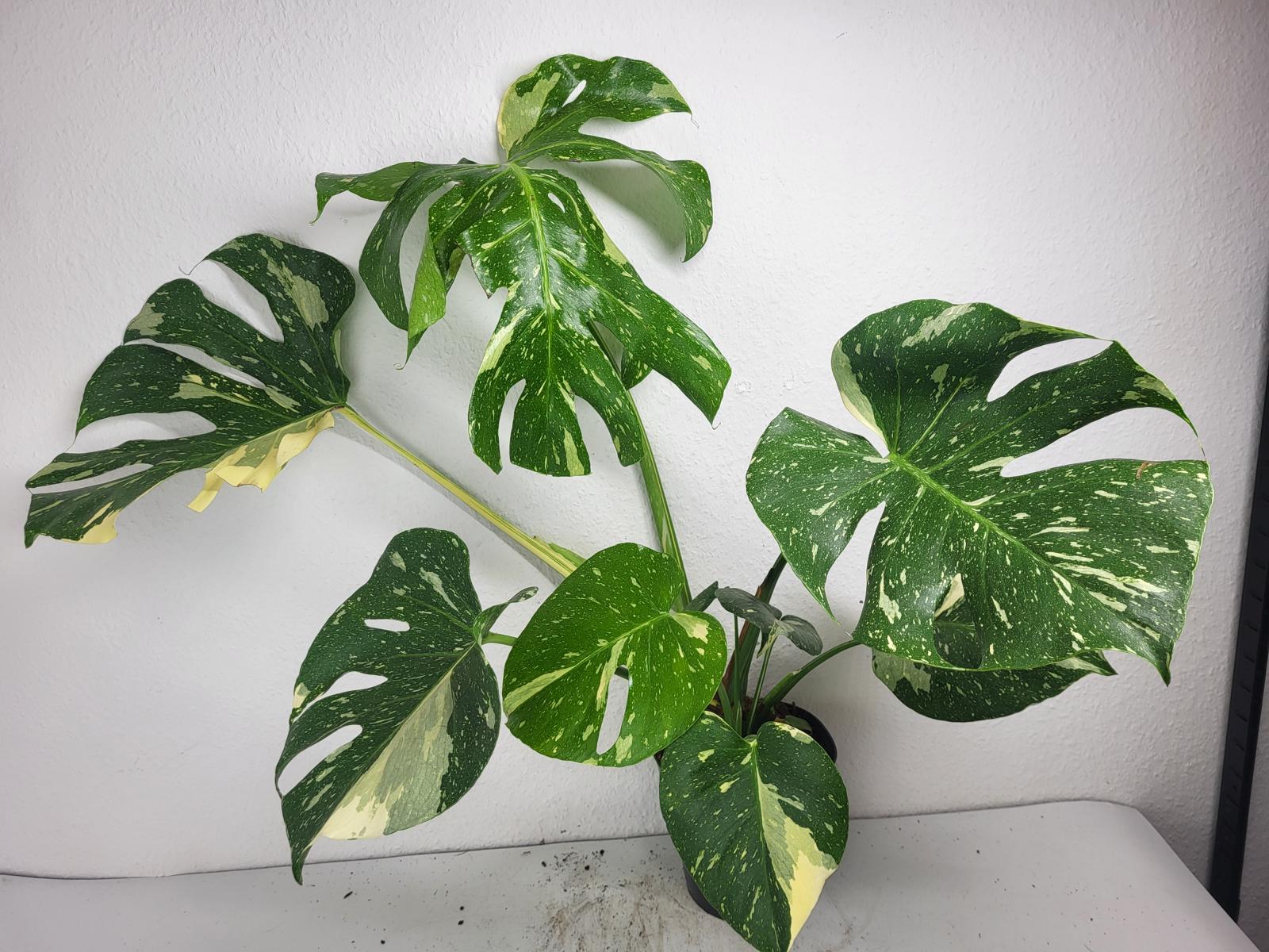 Monstera Thai Constellation
