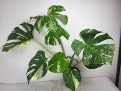 Monstera Thai Constellation