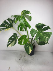 Monstera Thai Constellation