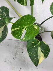 Monstera Thai Constellation