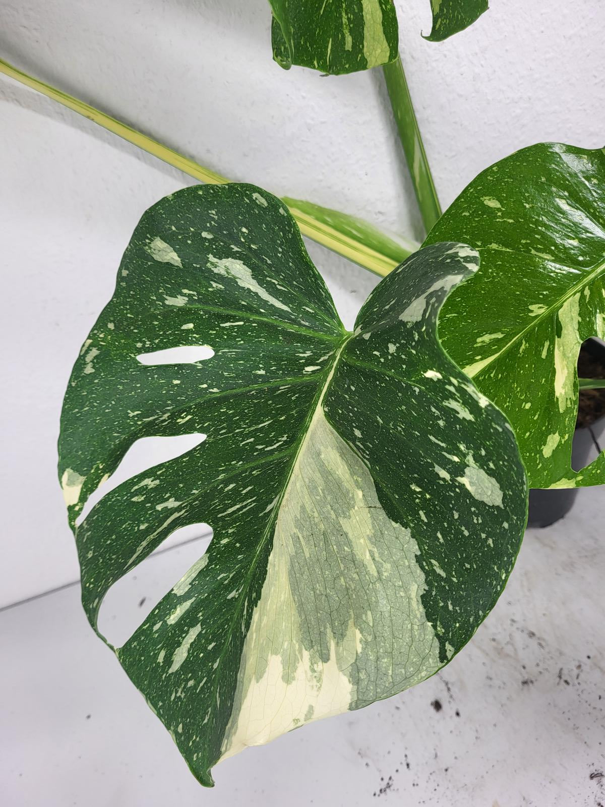 Monstera Thai Constellation