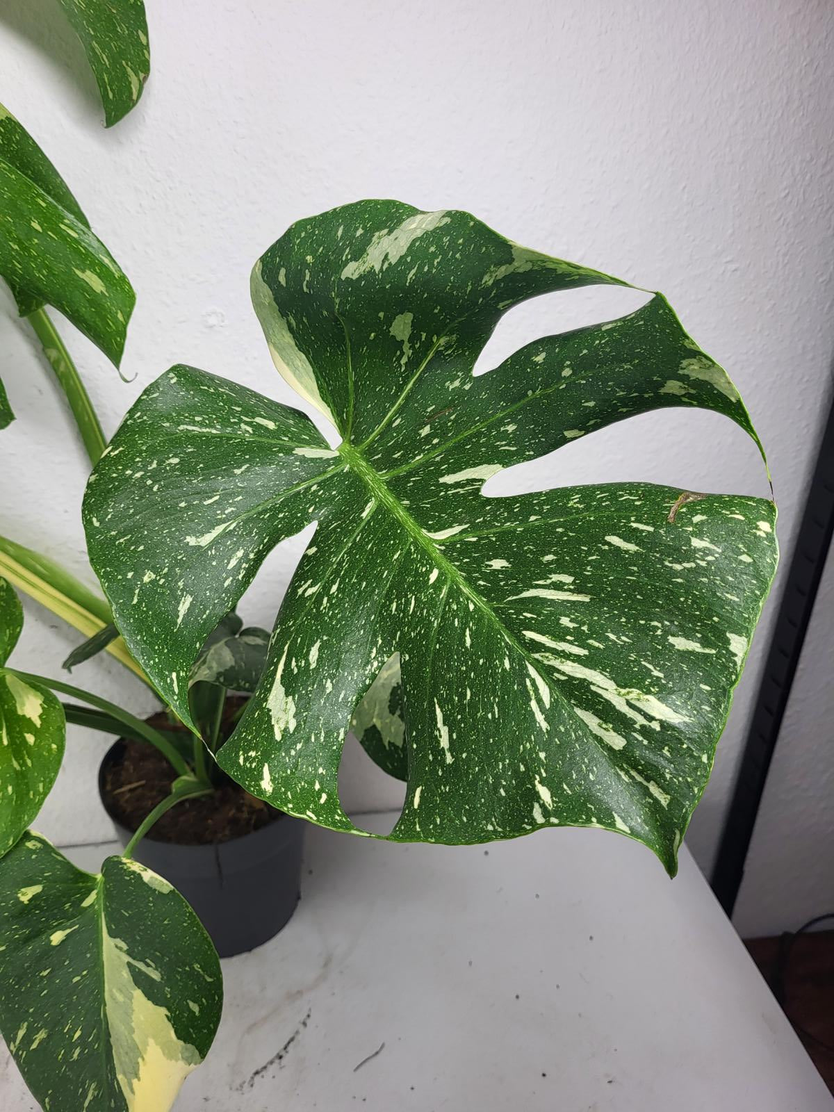 Monstera Thai Constellation
