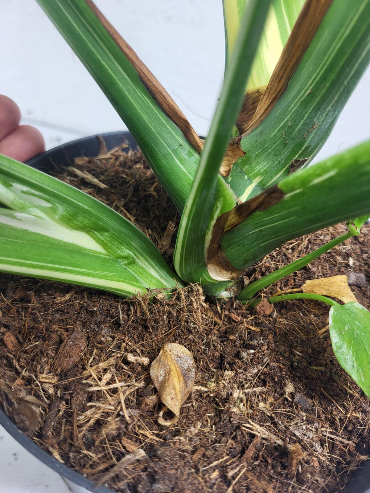 Monstera Thai Constellation