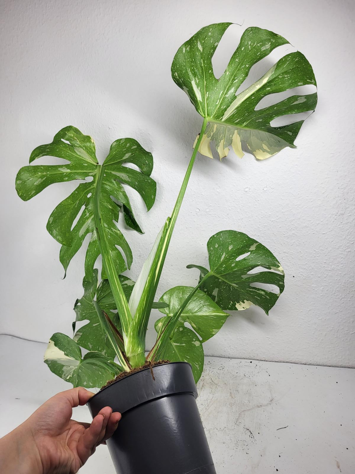 Monstera Thai Constellation