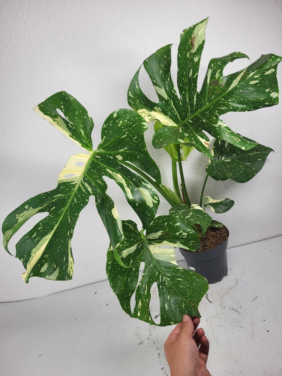 Monstera Thai Constellation