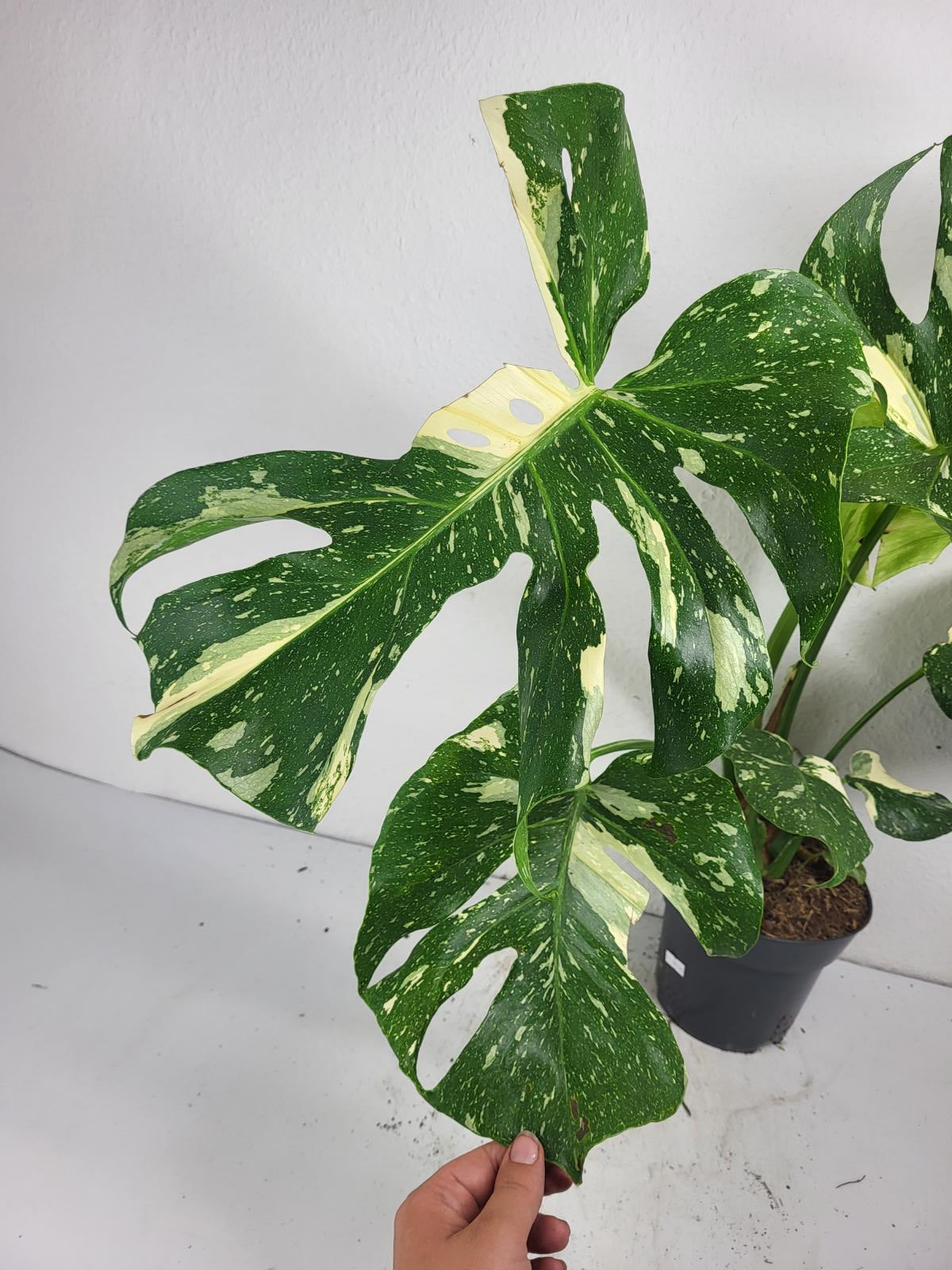 Monstera Thai Constellation