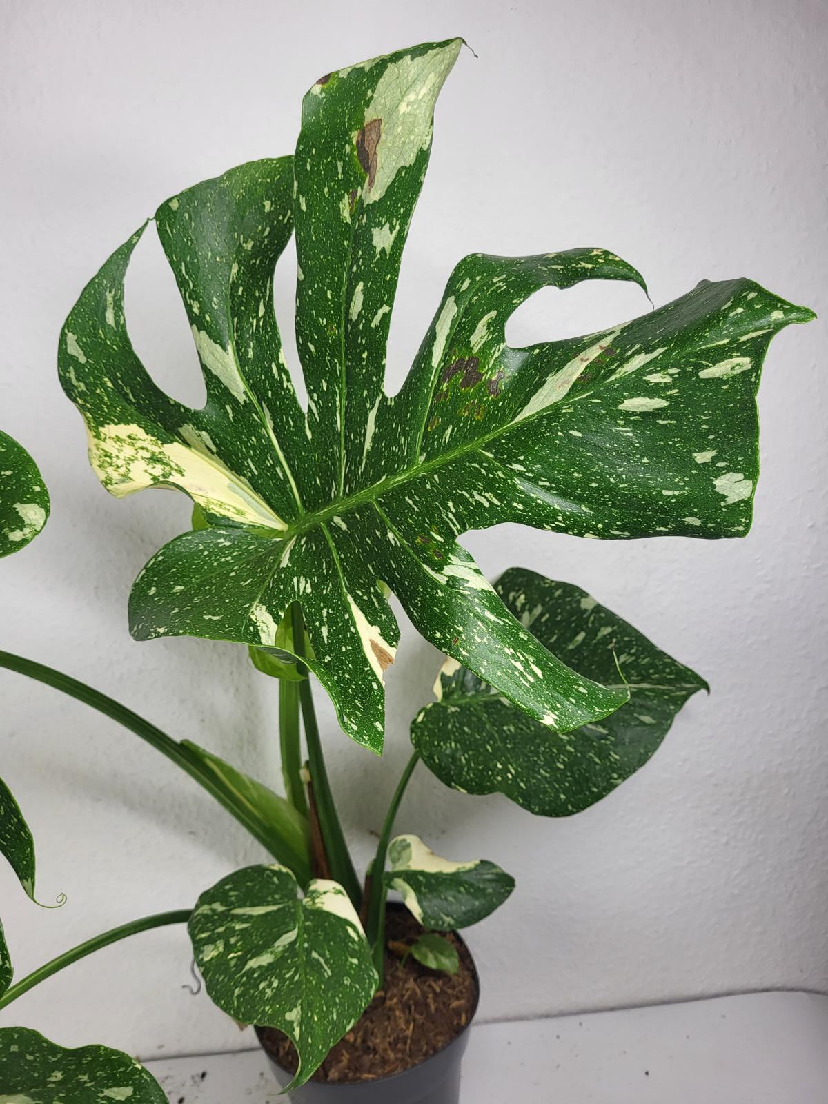 Monstera Thai Constellation