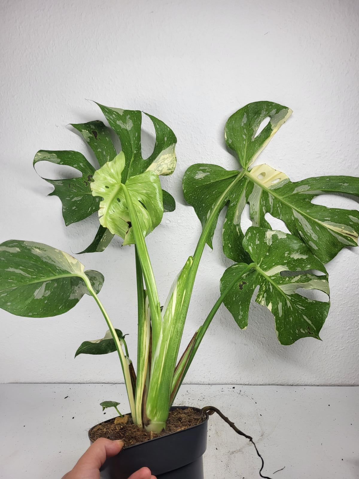 Monstera Thai Constellation